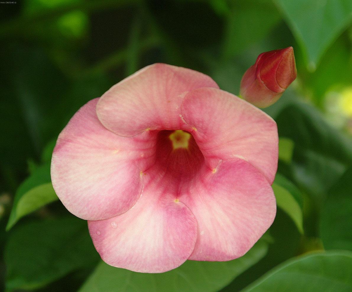 Фотографии к статье: Алламандра слабительная (Allamanda cathartica)