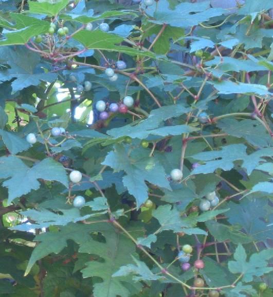 Фотографии к статье: Ампелопсис (виноградовник) (Ampelopsis)