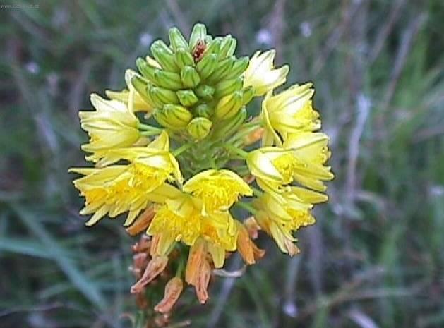 Фотографии к статье: Гемантус (олений язык) (Haemanthus)