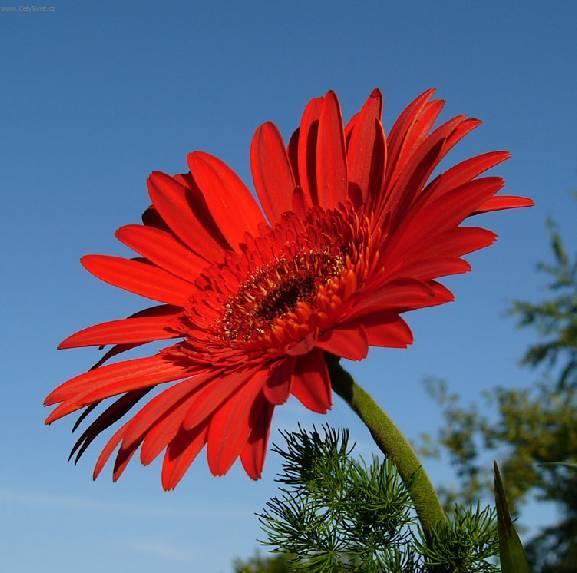 Фотографии к статье: Гербера Джемсона (Gerbera jamesonii)