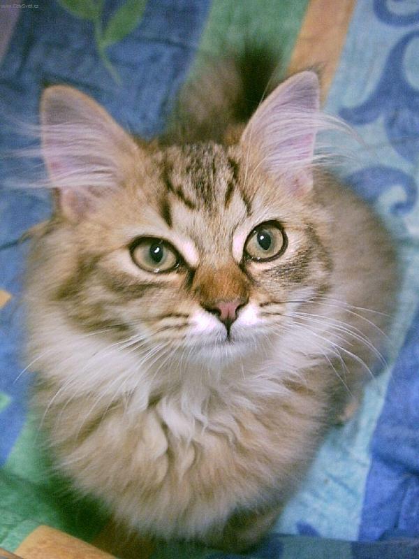 Фотографии к статье: Шантильи-тиффани (Tiffany Cat / Chantilly) / Советы по уходу и воспитанию породы кошек, описание кошки, помощь при болезнях, фотографии, дискусии и форум.