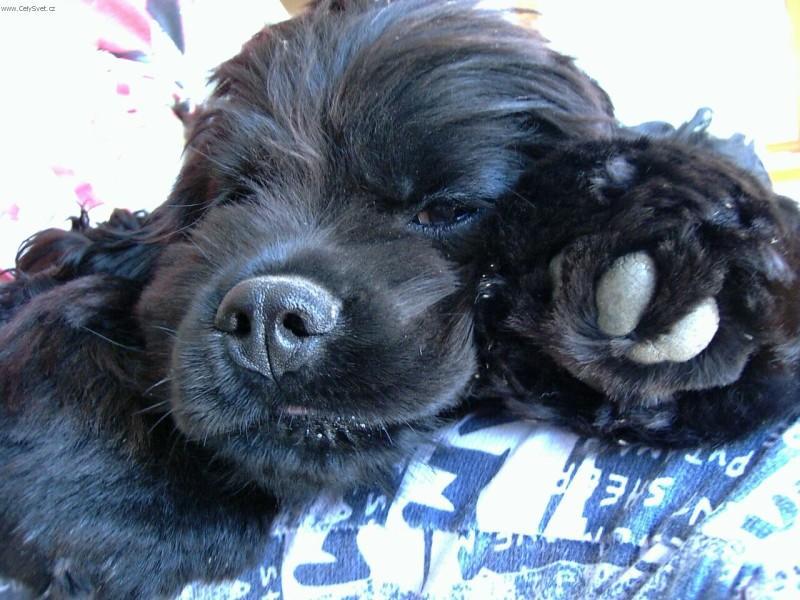 Фотографии к статье: Американский кокер-спаниель (American Cocker Spaniel) / Советы по уходу и воспитанию породы собак, описание собаки, помощь при болезнях, фотографии, дискусии и форум.