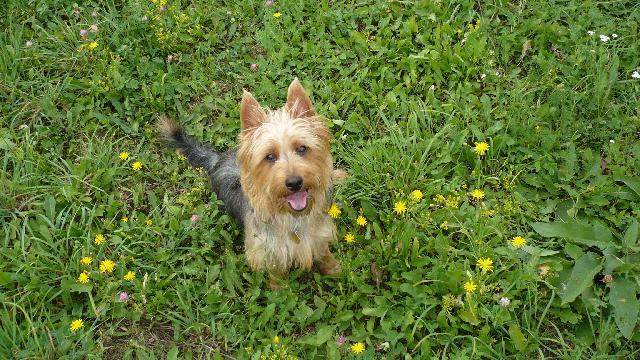 Фотографии к статье: Австралийский терьер (Australian Terrier) / Советы по уходу и воспитанию породы собак, описание собаки, помощь при болезнях, фотографии, дискусии и форум.