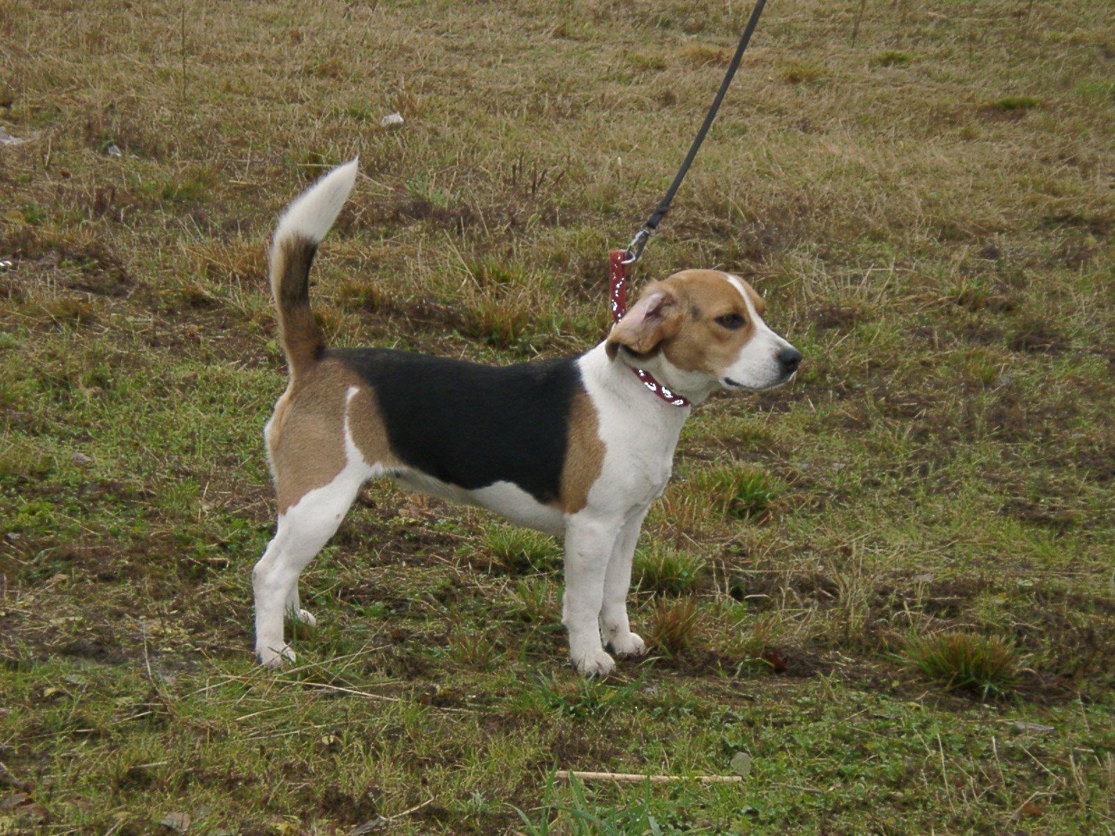 Фотографии к статье: Дункер (норвежская гончая) (Dunker, Norwegian Hound) / Советы по уходу и воспитанию породы собак, описание собаки, помощь при болезнях, фотографии, дискусии и форум.