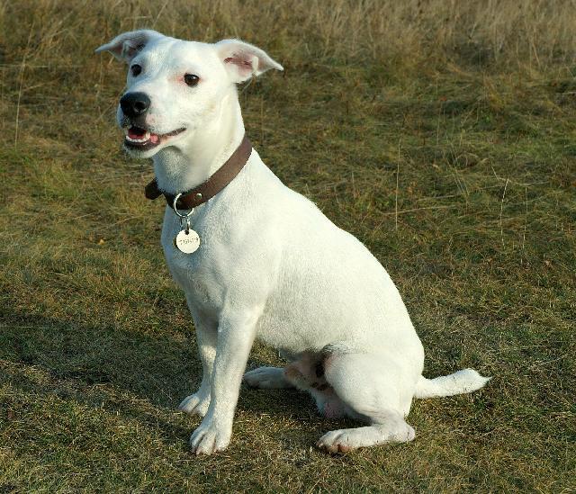 Фотографии к статье: Джек-рассел-терьер (Jack Russell Terrier) / Советы по уходу и воспитанию породы собак, описание собаки, помощь при болезнях, фотографии, дискусии и форум.