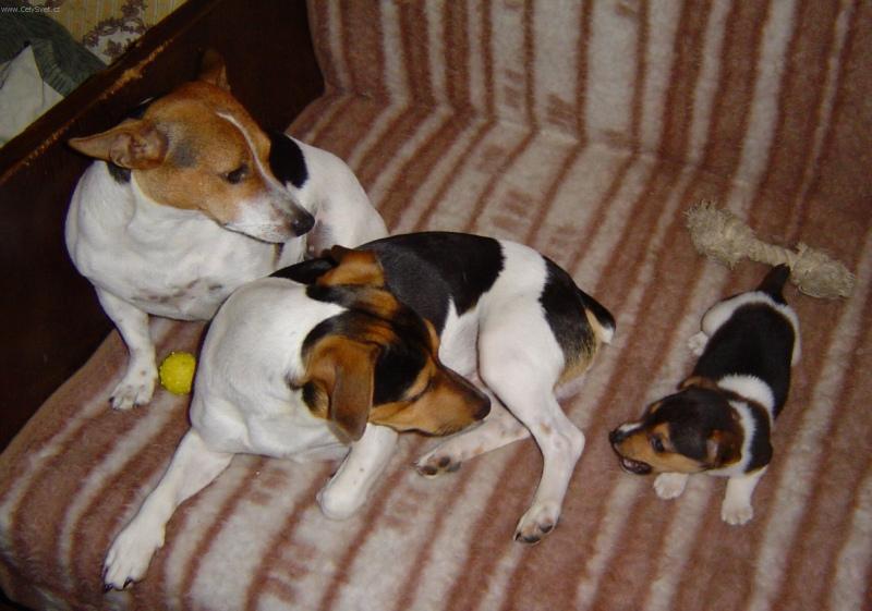 Фотографии к статье: Джек-рассел-терьер (Jack Russell Terrier) / Советы по уходу и воспитанию породы собак, описание собаки, помощь при болезнях, фотографии, дискусии и форум.