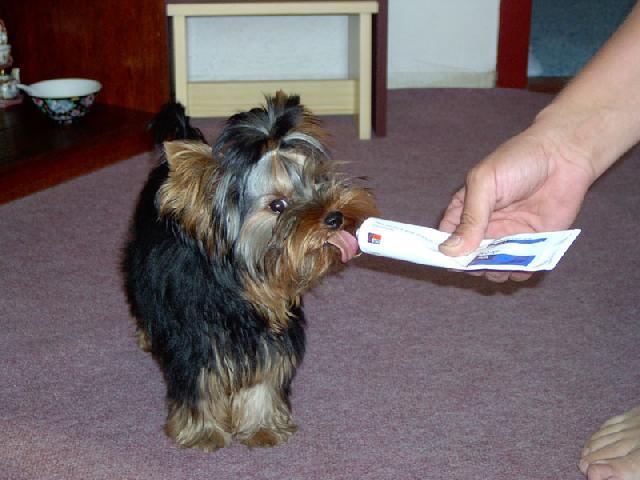 Фотографии к статье: Йоркширский терьер (Yorkshire Terrier) / Советы по уходу и воспитанию породы собак, описание собаки, помощь при болезнях, фотографии, дискусии и форум.