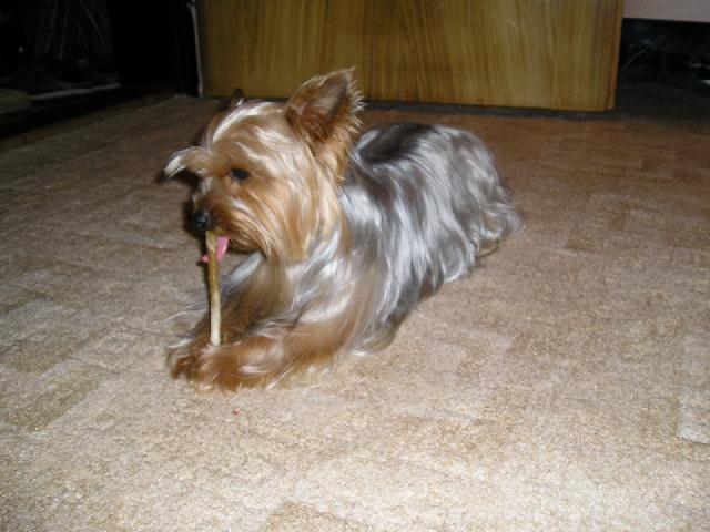 Фотографии к статье: Йоркширский терьер (Yorkshire Terrier) / Советы по уходу и воспитанию породы собак, описание собаки, помощь при болезнях, фотографии, дискусии и форум.