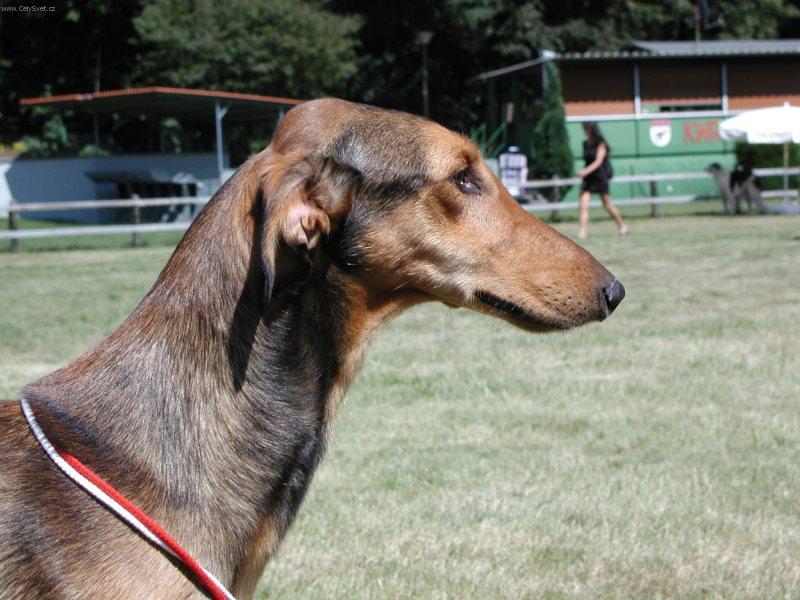 Фотографии к статье: Польский харт (Chart Polski, Polish Greyhound) / Советы по уходу и воспитанию породы собак, описание собаки, помощь при болезнях, фотографии, дискусии и форум.