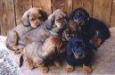 Фотография: ?????????? dachsbracke
