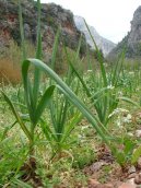 Фотография: Allium sativum L.