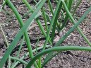 Фотография: Allium fistulosum L.