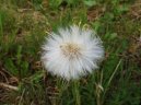 Фотография: Tussilago farfara L