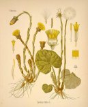 Фотография: Tussilago farfara L