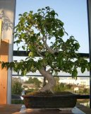 Фотография: Ligustrum chinensis