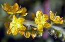 Фотография: Agrimonia eupatoria