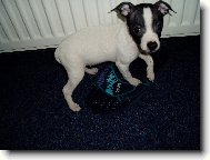 Фотография: ???????????? Hairless Terrier