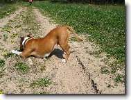 Фотография: ???????????? Staffordshire ??????