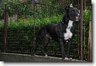 Фотография: ???????????? Staffordshire ??????