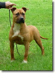 Фотография: ???????????? Staffordshire ??????