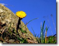 Фотография: Tussilago farfara L