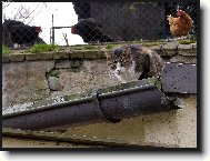 Фотография: Остальные Кошки