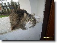 Фотография: Остальные Кошки
