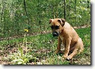 Фотография: ???????????? Staffordshire ??????